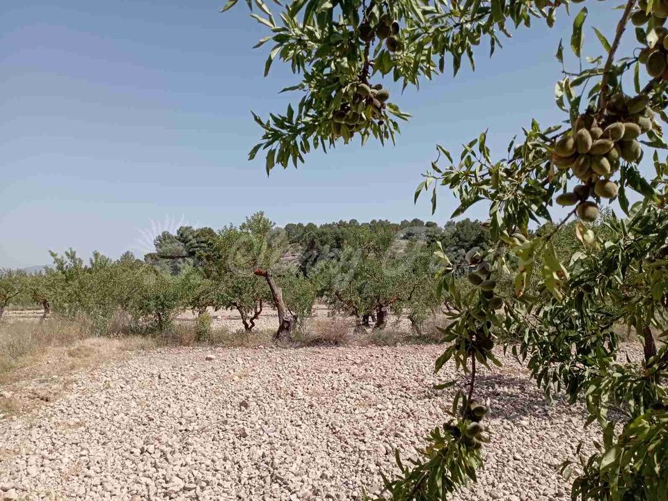 Helårsgrund i Jumilla, Murcia - foto 5